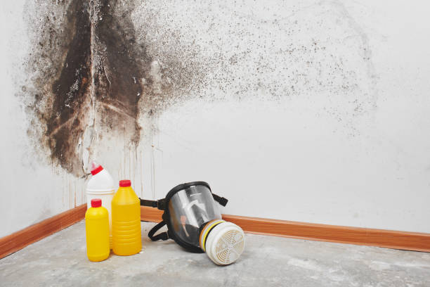 Best Local Mold Removal Service  in Temelec, CA