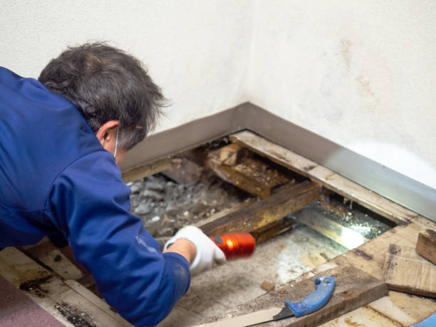 Best Mold Remediation Services  in Temelec, CA