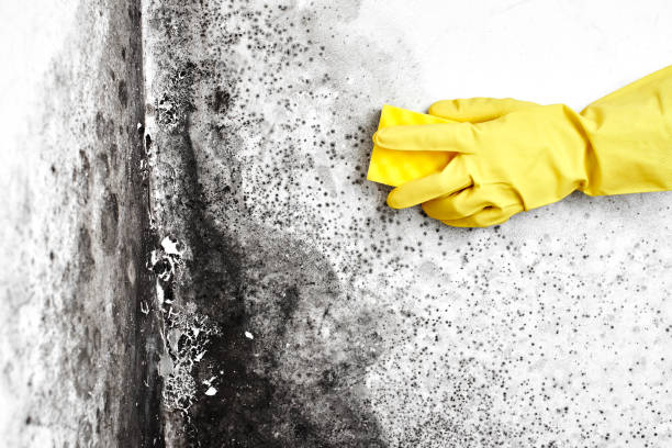 Best Local Mold Removal Service  in Temelec, CA