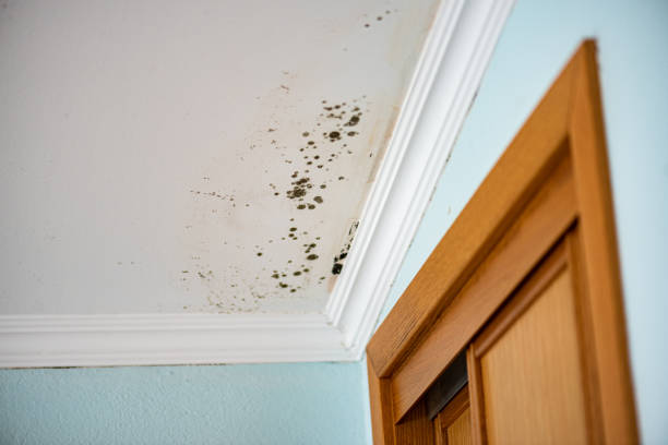 Best Professional Mold Removal  in Temelec, CA