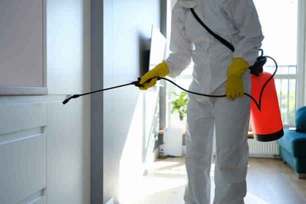 Best Mold Cleaning Services  in Temelec, CA