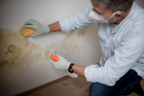 Office Mold Removal Services in Temelec, CA