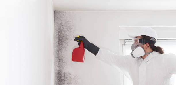 Best Office Mold Removal Services  in Temelec, CA