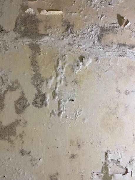 Reliable Temelec, CA Mold Removal Solutions