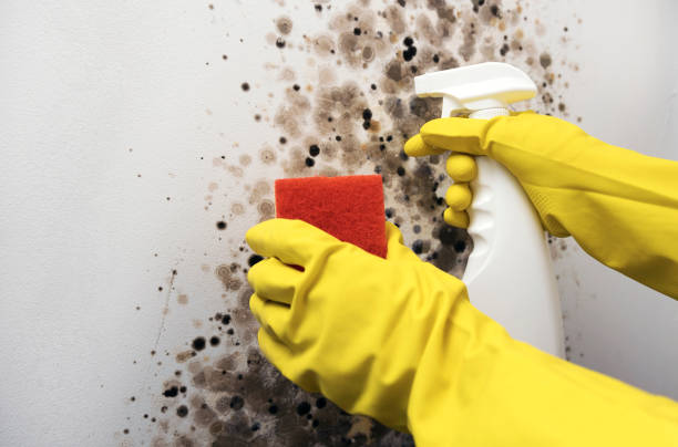 Mold Removal and Inspection in Temelec, CA