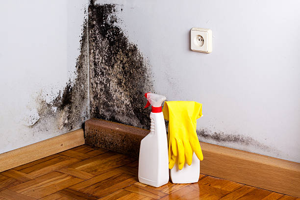 Best Same-Day Mold Removal  in Temelec, CA