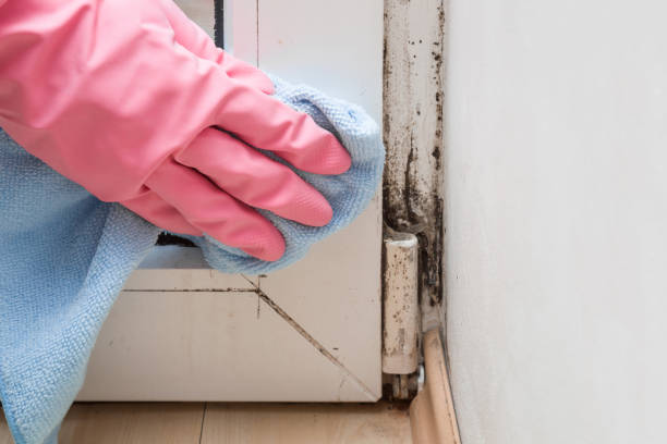 Best Black Mold Removal  in Temelec, CA